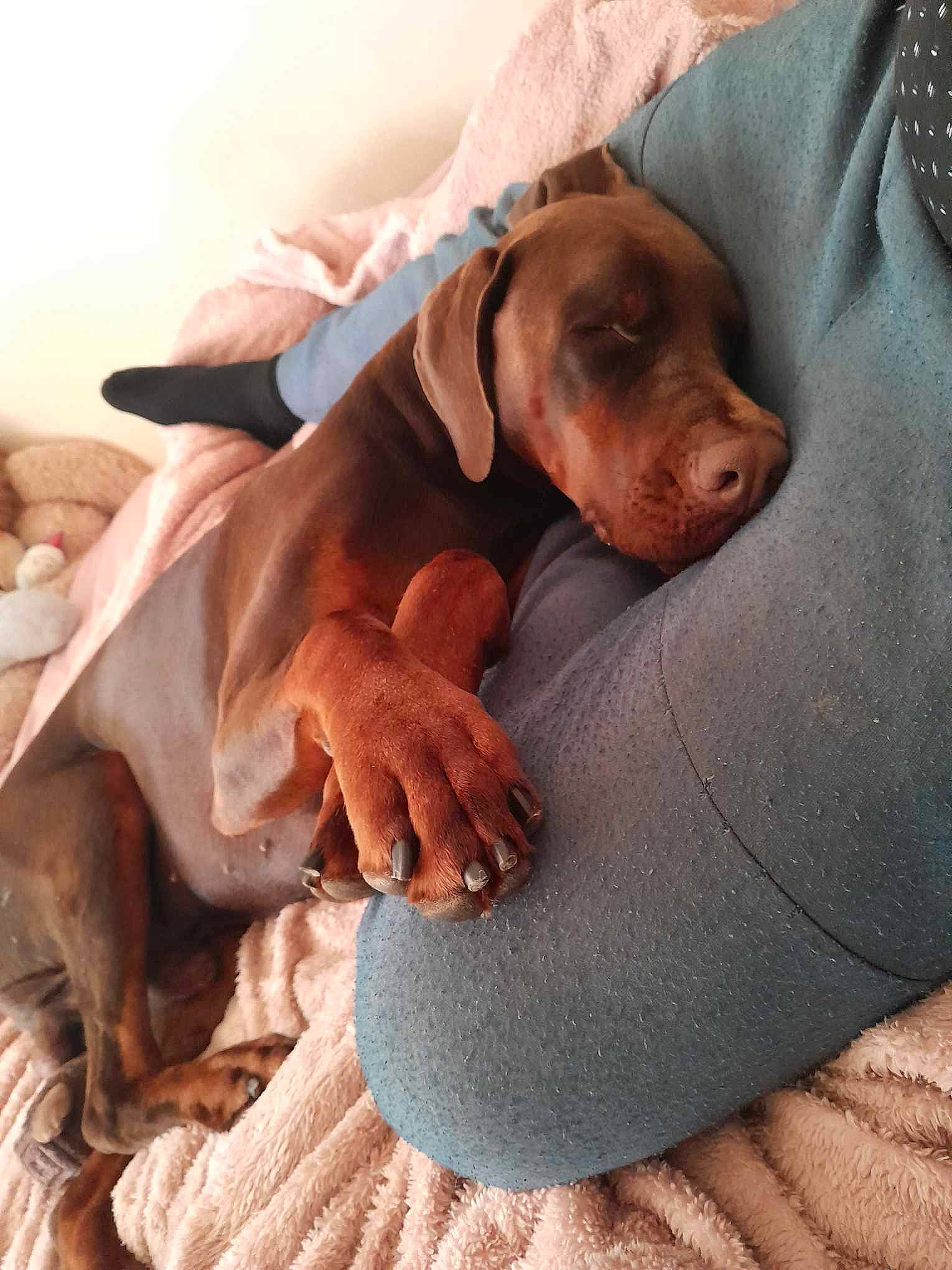 Zeus is registered to the contest to win money with this photo: canidae, carnivore, comfort, companion_dog, dog, dog_breed, fawn, hound, hunting_dog, linens, liver, pointing_breed, snout, sporting_group, working_animal, wrinkle