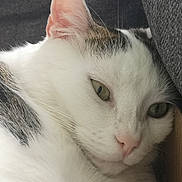 Poupie participe au concours pour gagner de l'argent avec cette photo : abyssinian, angora, animal, box, cardboard, carton, cat, couch, furniture, kitten, manx, person, pet, siamese, sleeping