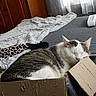 Poupie a rejoint le concours — aidez-le/la à gagner de superbes lots ! animal, bed, box, cardboard, carton, cat, computer, computerhardware, couch, electronics, furniture, hardware, hardwood, indoors, kitten, laptop, manx, pc, pet, wood