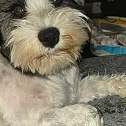 Sweetie Pie is registered to the contest to win money with this photo: animal, brown_eyes, canine, close_up, cute, dog, domestic_animal, face, fluffy, fur, grey_fur, indoor, nose, paw, pet, portrait, relaxed, resting, scruffy, white_fur