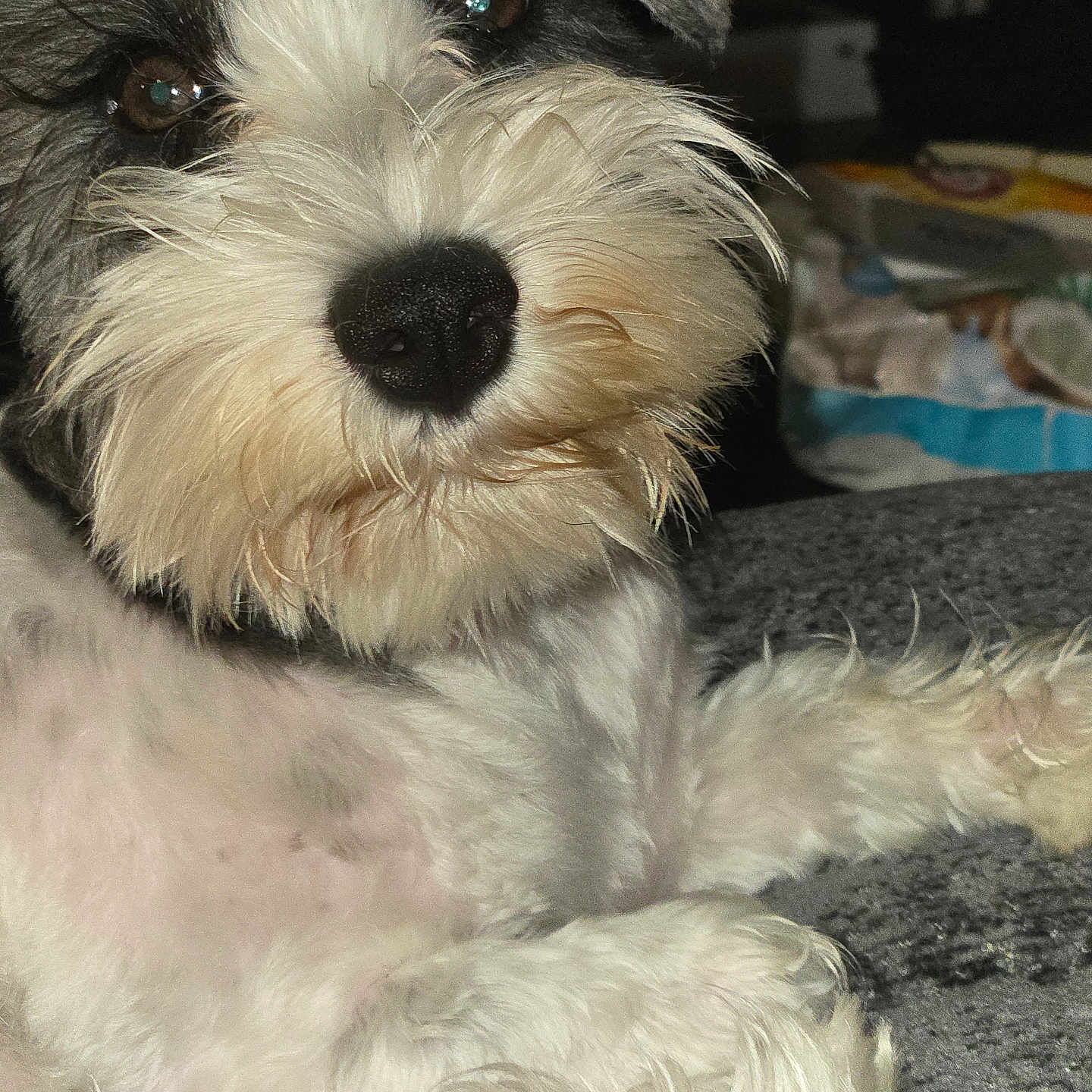 Sweetie Pie