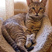 Apollo is registered to the contest to win money with this photo: blanket, cat, cat_bed, cozy, curtain, ears, feline, fur, green_eyes, home, indoor, looking_at_camera, paws, pet, portrait, relaxed, sitting, tabby_cat, tail, whiskers