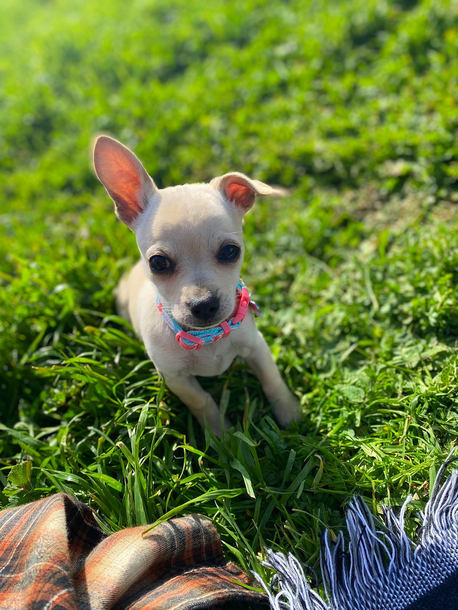 Button joined the competition — help win amazing prizes! carnivore, chihuahua, collar, companion_dog, dog, dog_breed, dog_supply, fawn, grass, grassland, groundcover, plant, snout, sporting_group, tail, terrestrial_animal, terrestrial_plant, toy_dog, whiskers, working_animal