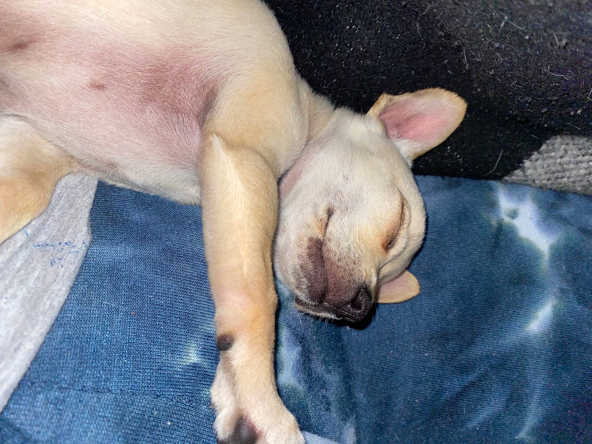 Button is registered to the contest to win money with this photo: canidae, carnivore, comfort, companion_dog, dog, dog_breed, fawn, foot, nap, non_sporting_group, paw, sleep, snout, sporting_group, terrestrial_animal, toy_dog, whiskers, working_animal, wrinkle