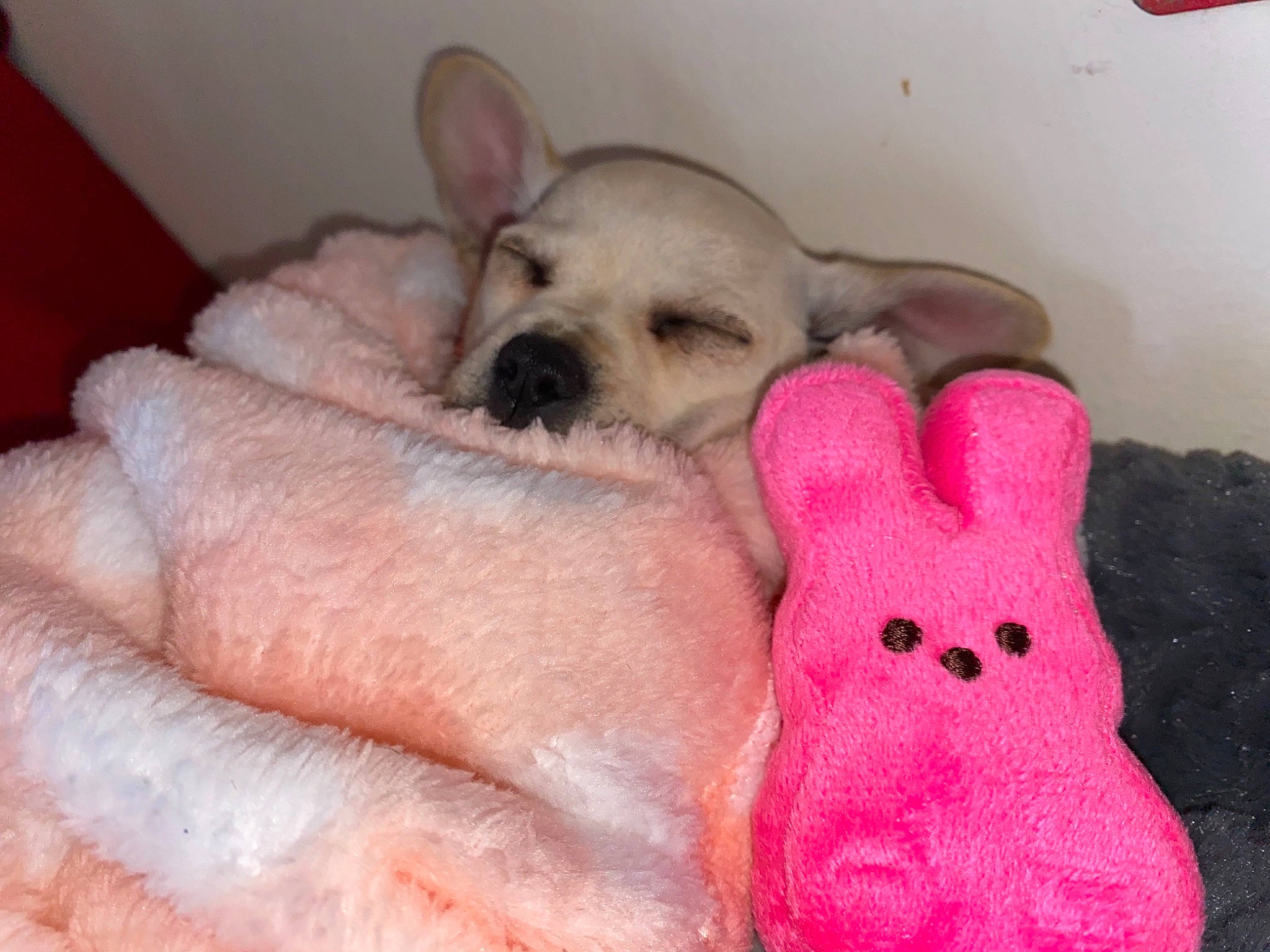 Button joined the competition — help win amazing prizes! canidae, carnivore, comfort, companion_dog, dog, dog_breed, dog_supply, fawn, finger, foot, gesture, mammal, nail, paw, snout, sporting_group, stuffed_toy, thumb, toy_dog, vertebrate