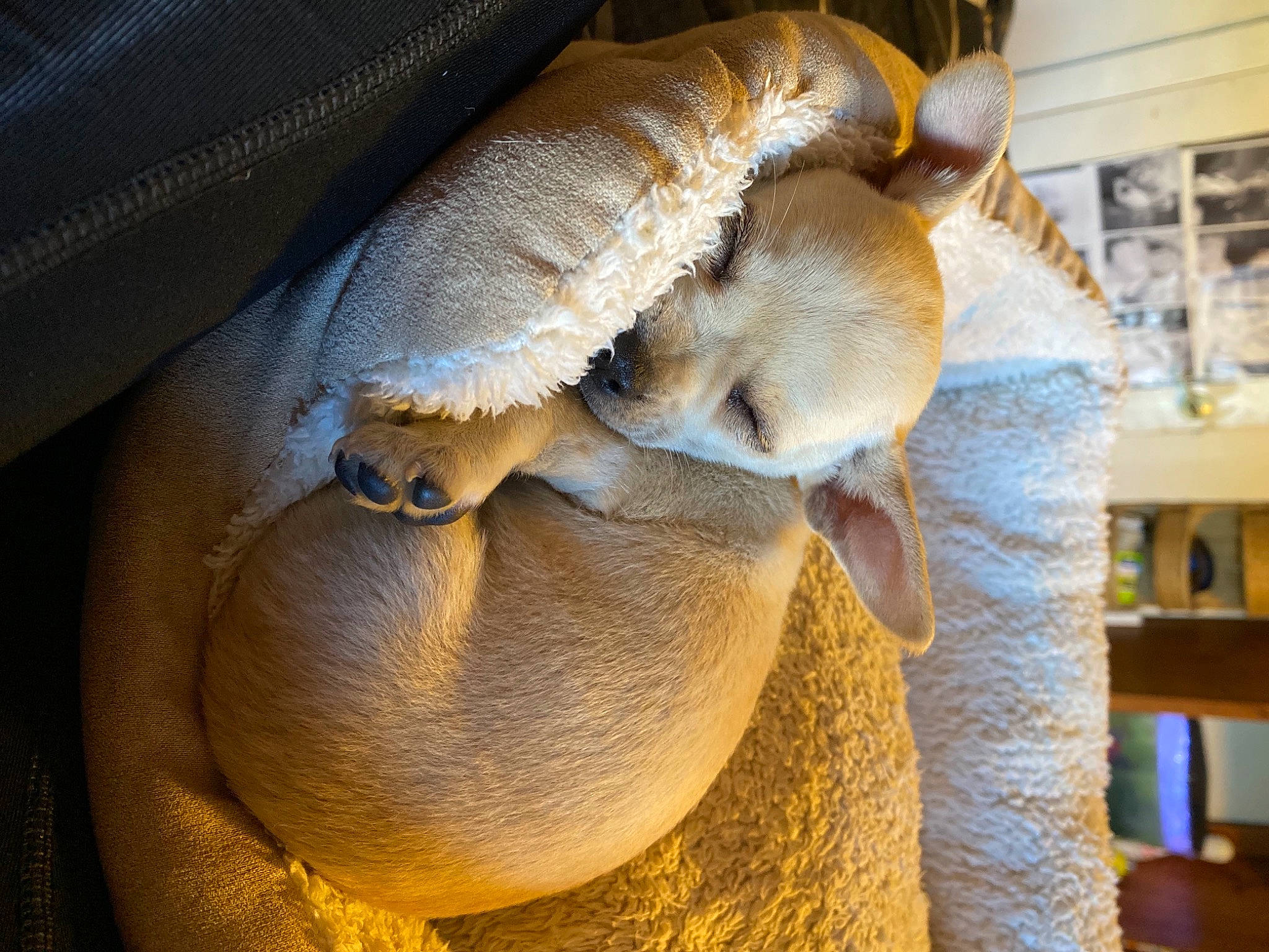 Button is registered to the contest to win money with this photo: chest, claw, comfort, elbow, fawn, fungus, fur, glasses, hand, human_leg, mushroom, reptile, shelf, snout, stuffed_toy, sunglasses, terrestrial_animal, textile, wildlife, wood