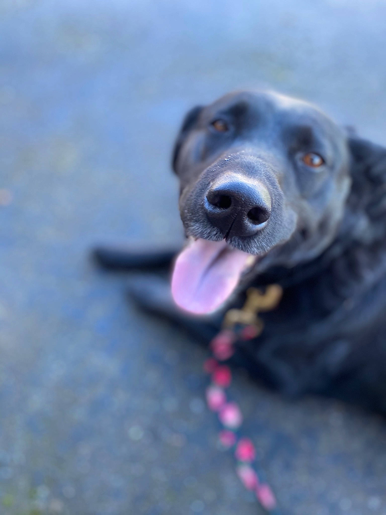 Molly joined the competition — help win amazing prizes! asphalt, carnivore, collar, companion_dog, dog, dog_breed, electric_blue, labrador_retriever, magenta, retriever, road_surface, snout, sporting_group, terrestrial_animal, whiskers