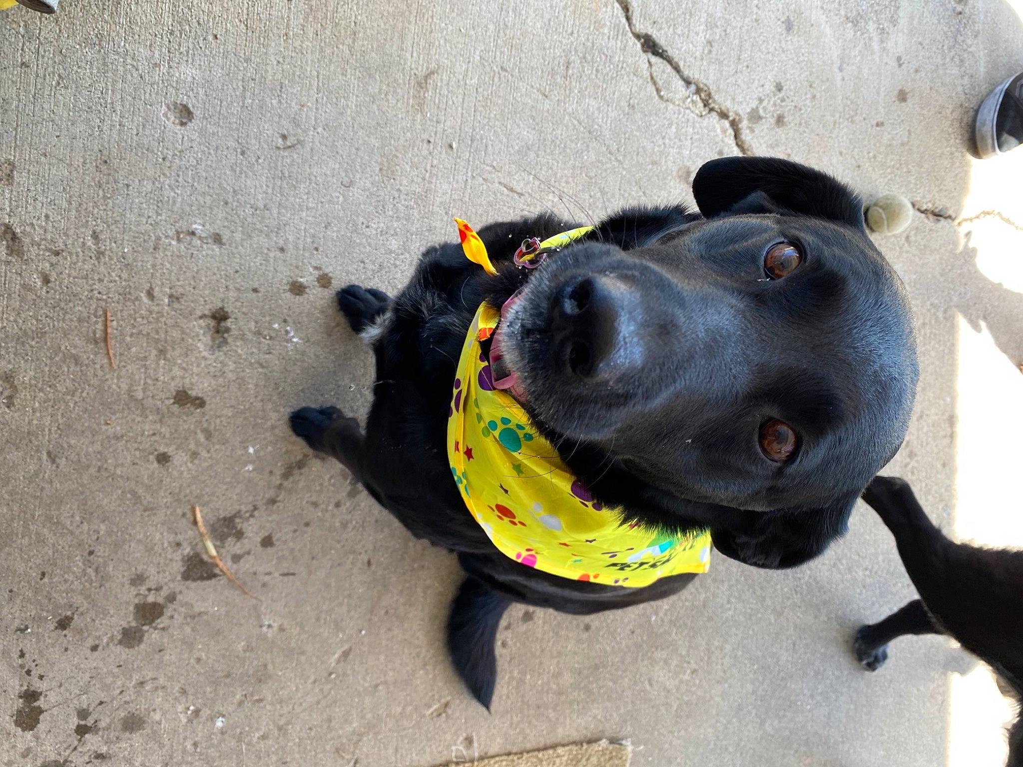 Molly joined the competition — help win amazing prizes! asphalt, carnivore, collar, companion_dog, concrete, dog, dog_breed, dog_collar, dog_supply, leash, pet_supply, road_surface, snout, sporting_group, sports_toy, tar, terrestrial_animal, whiskers, working_animal, working_dog