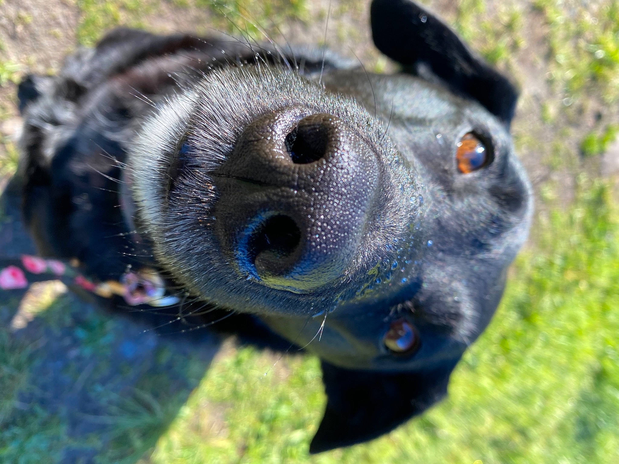 Molly is registered to the contest to win money with this photo: canidae, carnivore, close_up, dog, dog_breed, electric_blue, fawn, fur, grass, head, insect, iris, mammal, plant, snout, sporting_group, terrestrial_animal, tree, whiskers, working_animal