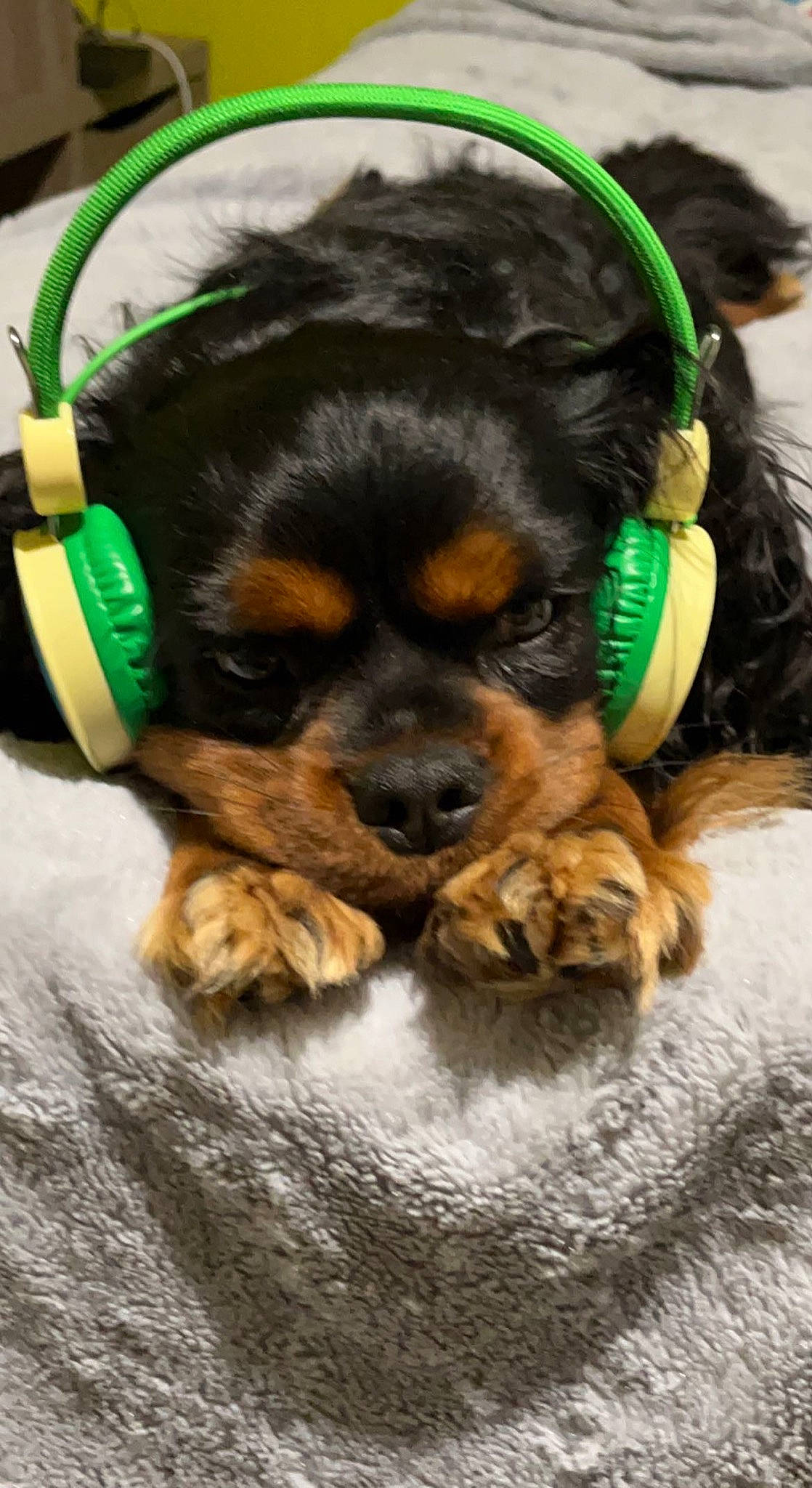 Samy a rejoint le concours — aidez-le/la à gagner de superbes lots ! artificial_hair_integrations, canidae, carnivore, companion_dog, dog, dog_breed, dog_supply, fawn, fur, grass, liver, puppy, snout, spaniel, sporting_group, terrestrial_animal, toy, toy_dog, working_animal, working_dog