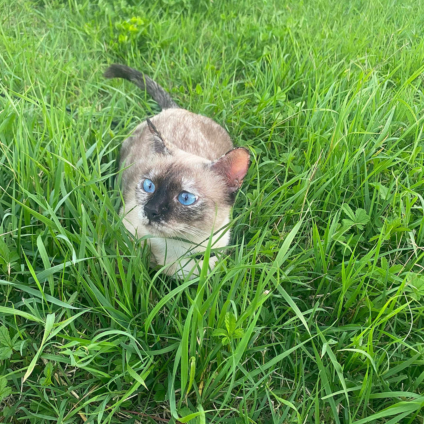 Rebelle participe au concours pour gagner de l'argent avec cette photo : alert, animal, blue_eyes, cat, closeup, crouching, daylight, feline, field, fur, grass, greenery, mammal, nature, outdoor, pet, siamese_cat, tail, whiskers, wildlife