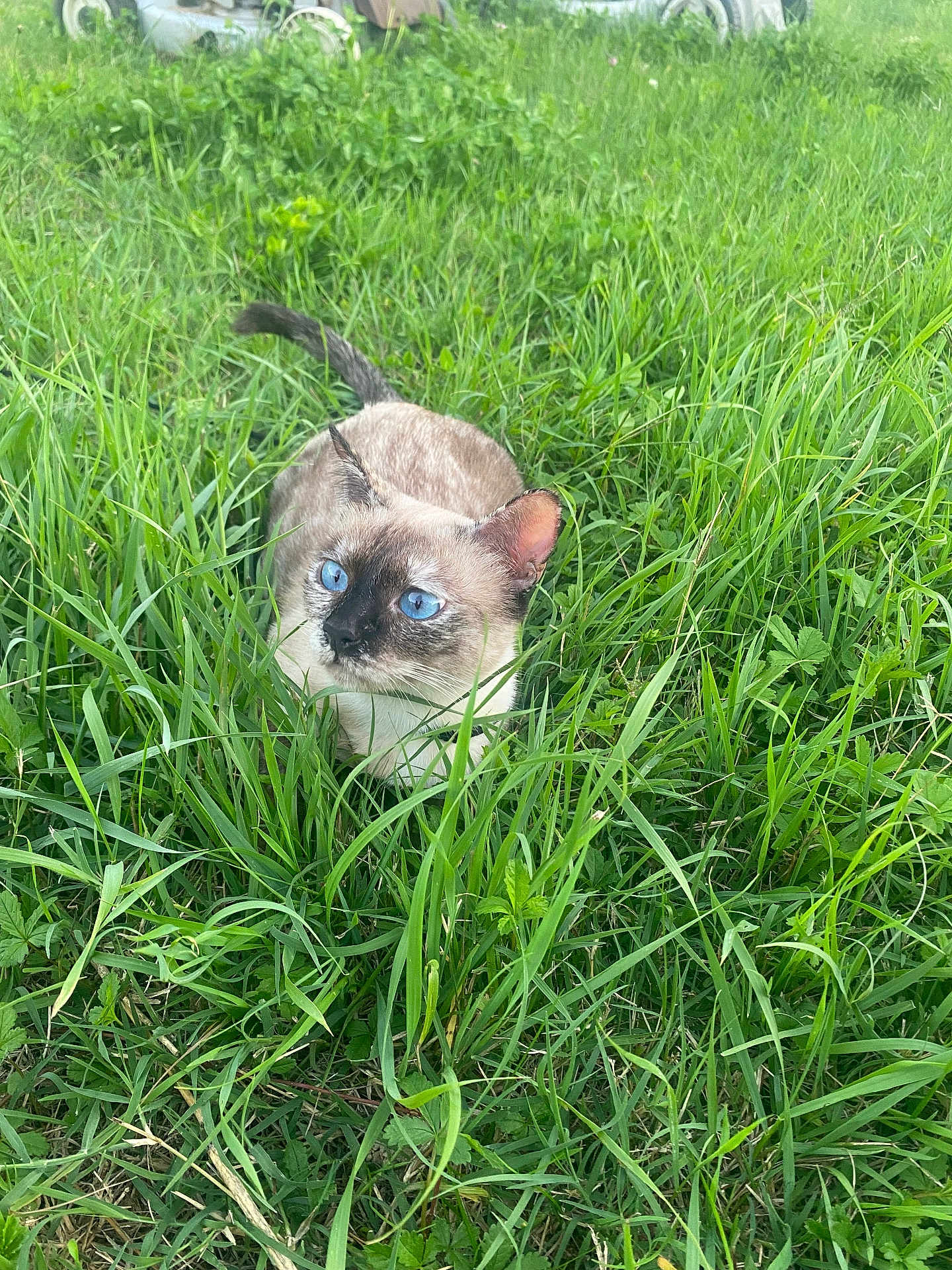 Rebelle participe au concours pour gagner de l'argent avec cette photo : cat, siamese_cat, blue_eyes, grass, greenery, outdoor, nature, animal, pet, feline, crouching, alert, fur, whiskers, tail, field, closeup, daylight, mammal, wildlife