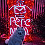 animal, blue_lights, brick_pavement, bright, canine, colorful, dog, festive, fluffy, fur, glowing, holiday_decoration, neon_sign, night, outdoor, pet, pine_tree, red_lights, sitting, white_dog