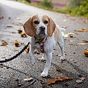 Rusteen participe au concours pour gagner de l'argent avec cette photo : dog, beagle, leash, walking, path, autumn, leaves, outdoor, pet, canine, ears, snout, collar, nature, animal, pavement, brown, white, fur, daytime