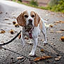 dog, beagle, leash, walking, path, autumn, leaves, outdoor, pet, canine, ears, snout, collar, nature, animal, pavement, brown, white, fur, daytime