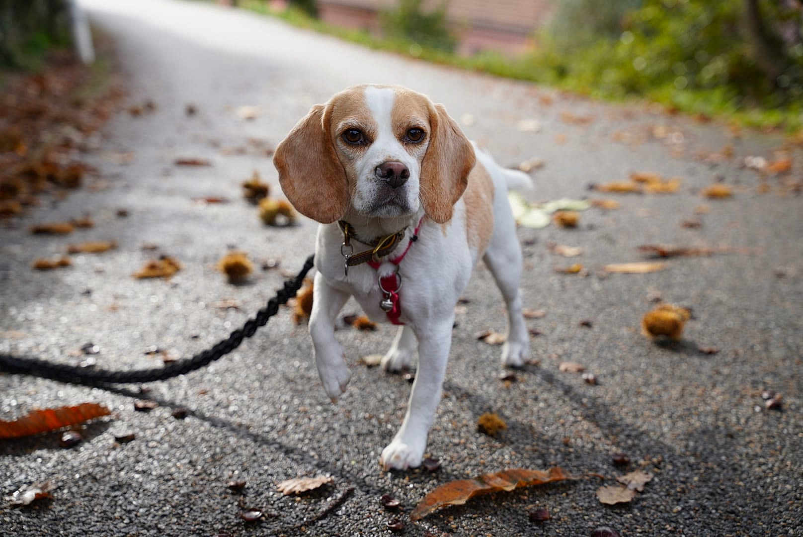 Rusteen participe au concours pour gagner de l'argent avec cette photo : dog, beagle, leash, walking, path, autumn, leaves, outdoor, pet, canine, ears, snout, collar, nature, animal, pavement, brown, white, fur, daytime