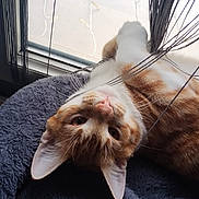 O'Malley participe au concours pour gagner de l'argent avec cette photo : cat, orange_cat, white_cat, pet, indoor, window, string, curtain, cozy, bed, feline, cute, playful, curious, ears, whiskers, closeup, relaxing, animal, fur