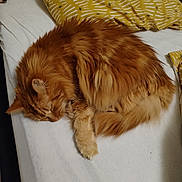 Chanel participe au concours pour gagner de l'argent avec cette photo : cat, orange_tabby, sleeping, bed, blanket, feline, fur, cozy, indoor, resting, pet, animal, whiskers, cute, domestic_cat, fluffy, nap, soft, relaxing, cute_pet