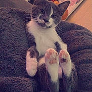 Mystic participe au concours pour gagner de l'argent avec cette photo : cat, gray_cat, white_cat, pet, indoor, fluffy_blanket, paws, pink_paw_pads, relaxed, cute, feline, cozy, home, cat_tree, artwork, wall_painting, curious, sitting, fur, whiskers