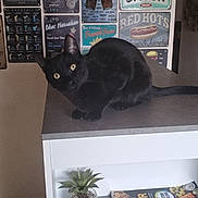 Salem a rejoint le concours — aidez-le/la à gagner de superbes lots ! animal, black_cat, cat, cozy, curious_cat, decor, drink_poster, feline, food_poster, houseplant, indoor, kitchen_counter, magazine, pet, plant, poster, succulent, table, wall_art, yellow_eyes