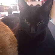 Salem participe au concours pour gagner de l'argent avec cette photo : black_cat, cat, indoor, animal, pet, feline, close_up, fur, whiskers, ears, relaxed, cozy, home, blurred_background, companion, domestic, resting, cute, soft_light, animal_face