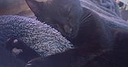 Salem a rejoint le concours — aidez-le/la à gagner de superbes lots ! animal, black_cat, blanket, cat, closeup, comfort, cozy, cute, domestic, feline, fur, home, indoor, nap, paw, pet, relaxation, rest, sleeping, soft_light