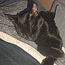 black_cat, sleeping_cat, cat, pet, blanket, lap, indoor, cozy, resting, feline, animal, domestic_animal, fur, relaxation, comfort, home, soft, cute, nap, quiet