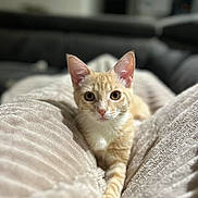 Maurice participe au concours pour gagner de l'argent avec cette photo : animal, blanket, cat, close_up, comfortable, cozy, cute, ears, eyes, feline, fur, indoor, kitten, orange_tabby, pet, portrait, relaxing, resting, soft, whiskers