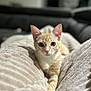 animal, blanket, cat, close_up, comfortable, cozy, cute, ears, eyes, feline, fur, indoor, kitten, orange_tabby, pet, portrait, relaxing, resting, soft, whiskers