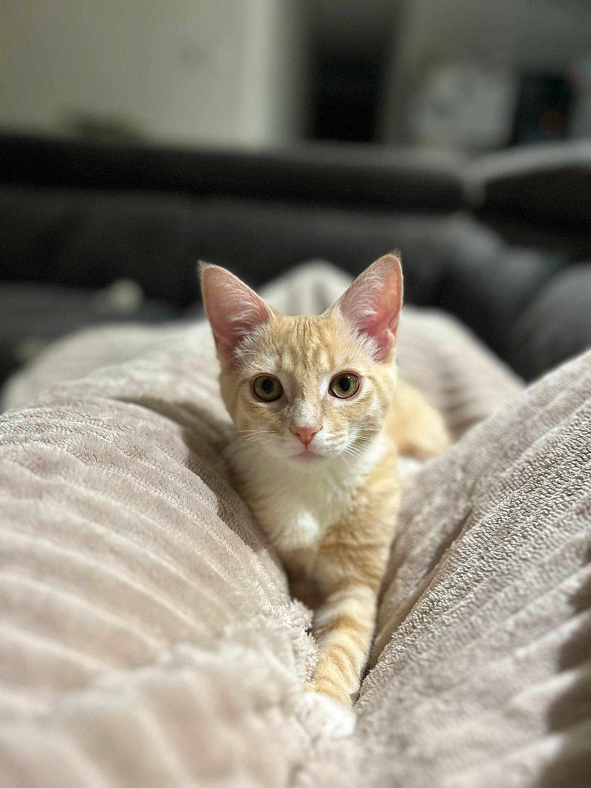 Maurice