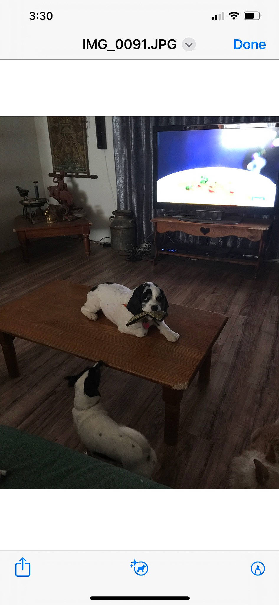 Gunner joined the competition — help win amazing prizes! carnivore, comfort, companion_dog, curtain, dog, dog_breed, floor, flooring, furniture, hardwood, houseplant, interior_design, laminate_flooring, living_room, picture_frame, rectangle, table, television, television_set, wood