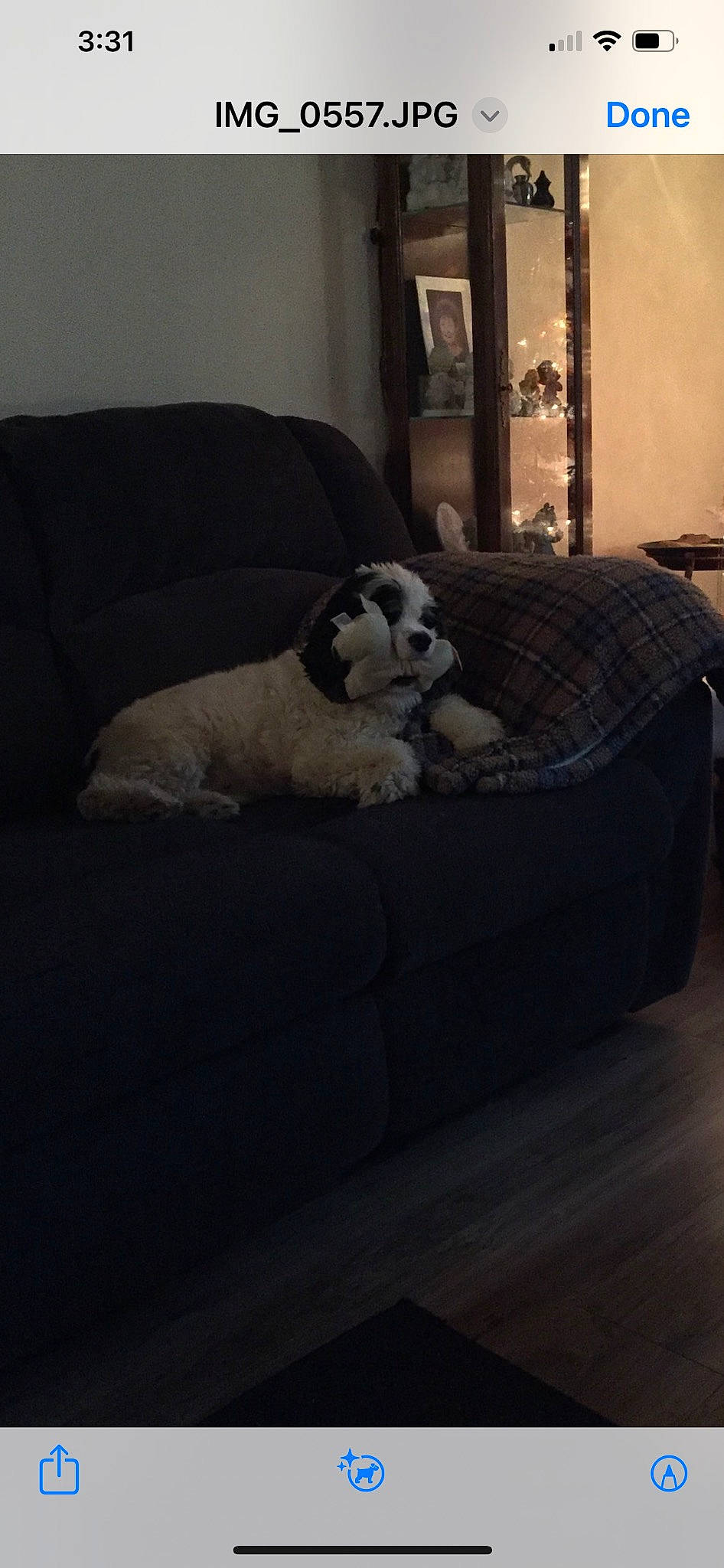 Gunner joined the competition — help win amazing prizes! canidae, carnivore, comfort, companion_dog, couch, dog, dog_breed, dog_supply, flooring, grey, hardwood, living_room, room, sofa_bed, sporting_group, studio_couch, tints_and_shades, toy_dog, wood, working_animal