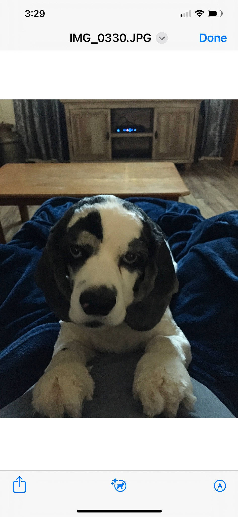 Gunner is registered to the contest to win money with this photo: canidae, carnivore, chair, comfort, companion_dog, dog, dog_breed, dog_supply, flooring, fur, mammal, non_sporting_group, paw, puppy, puppy_love, snout, sporting_group, working_animal