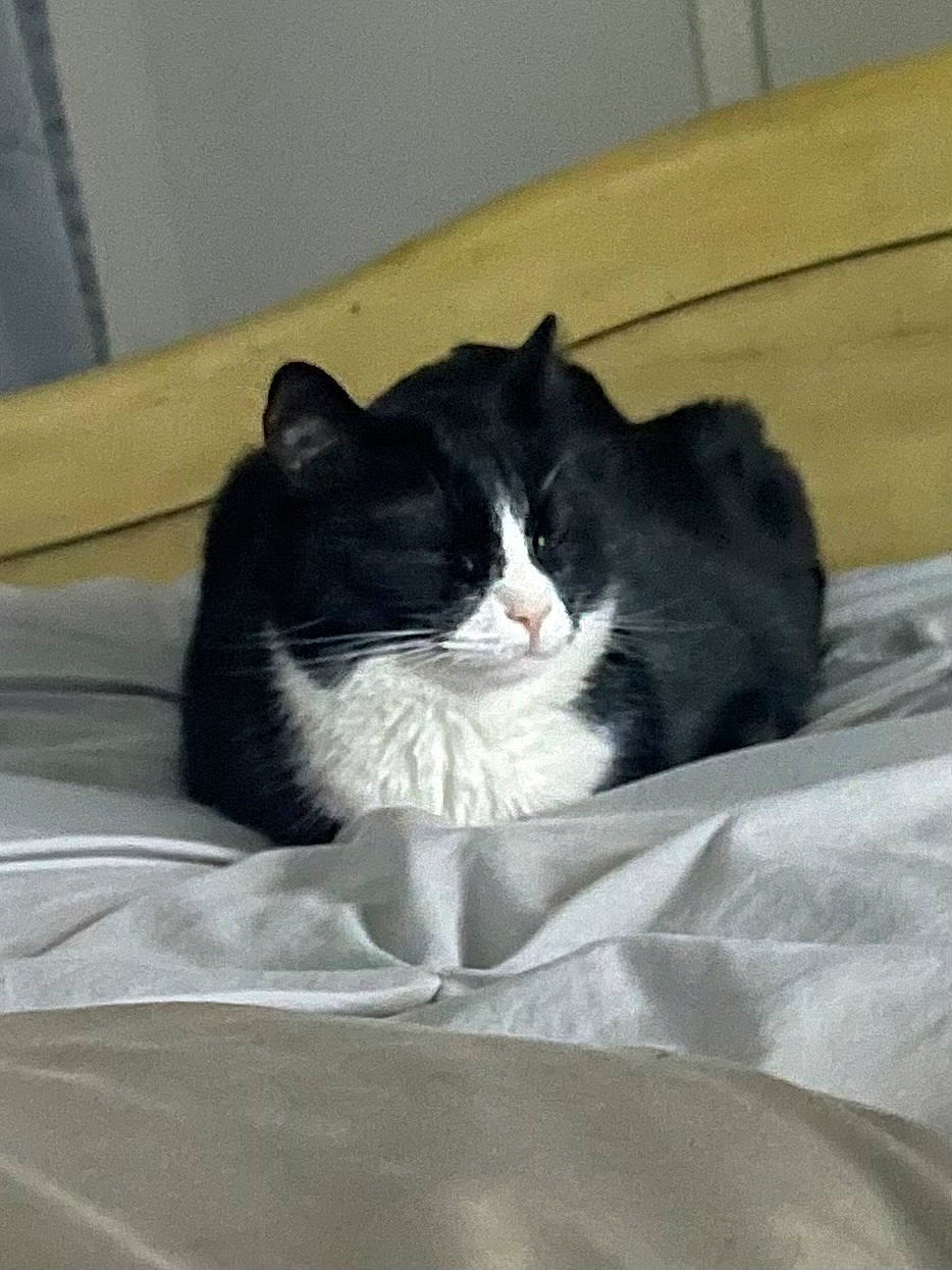 Ms Kitty joined the competition — help win amazing prizes! bedding, black_cat, box, carnivore, cat, cat_supply, comfort, domestic_short_haired_cat, felidae, fur, grey, linens, monochrome_photography, nap, packaging_and_labeling, paper_product, small_to_medium_sized_cats, snout, tail, whiskers