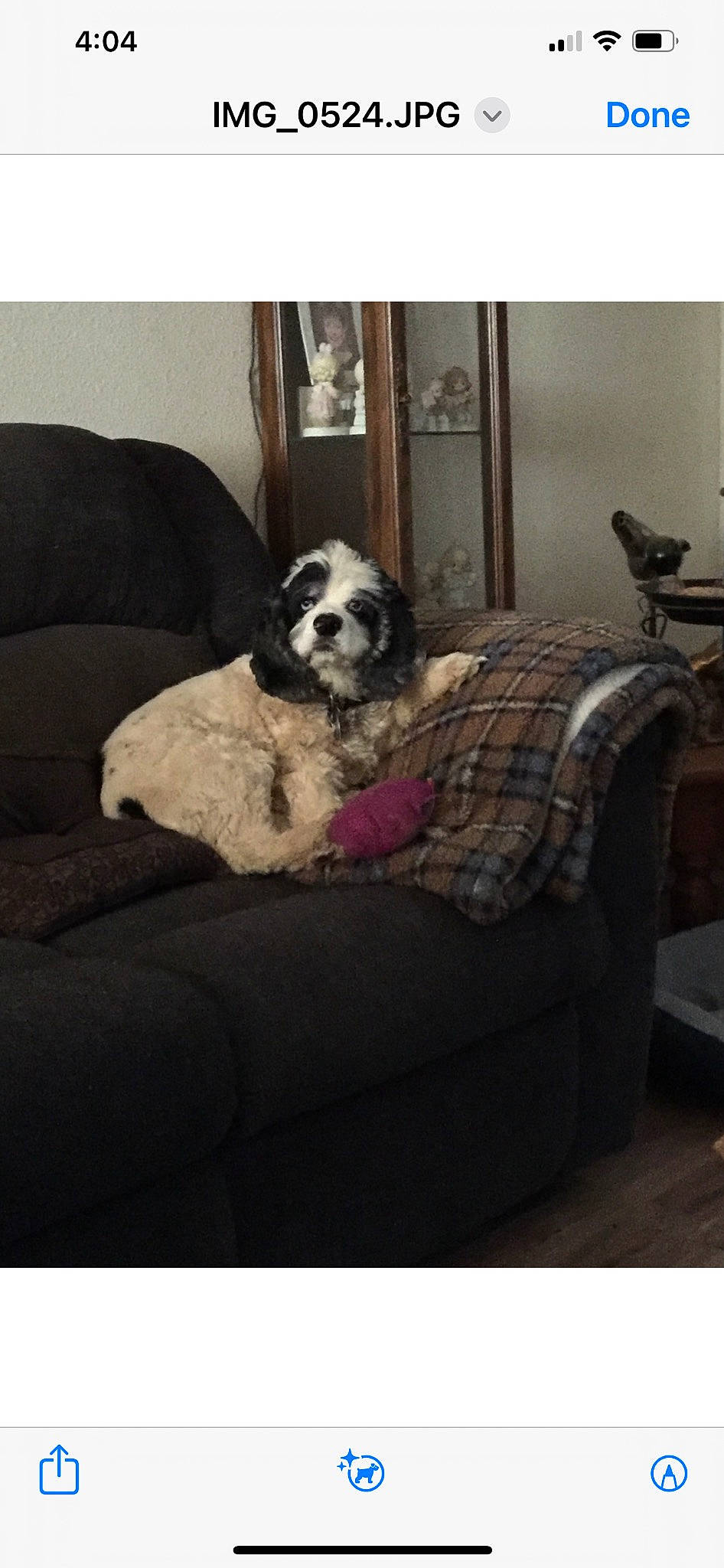 Gunner joined the competition — help win amazing prizes! carnivore, comfort, companion_dog, couch, dog, dog_breed, dog_supply, door, flooring, fur, furniture, grey, house, living_room, pattern, pet_supply, rectangle, studio_couch, toy_dog, working_animal