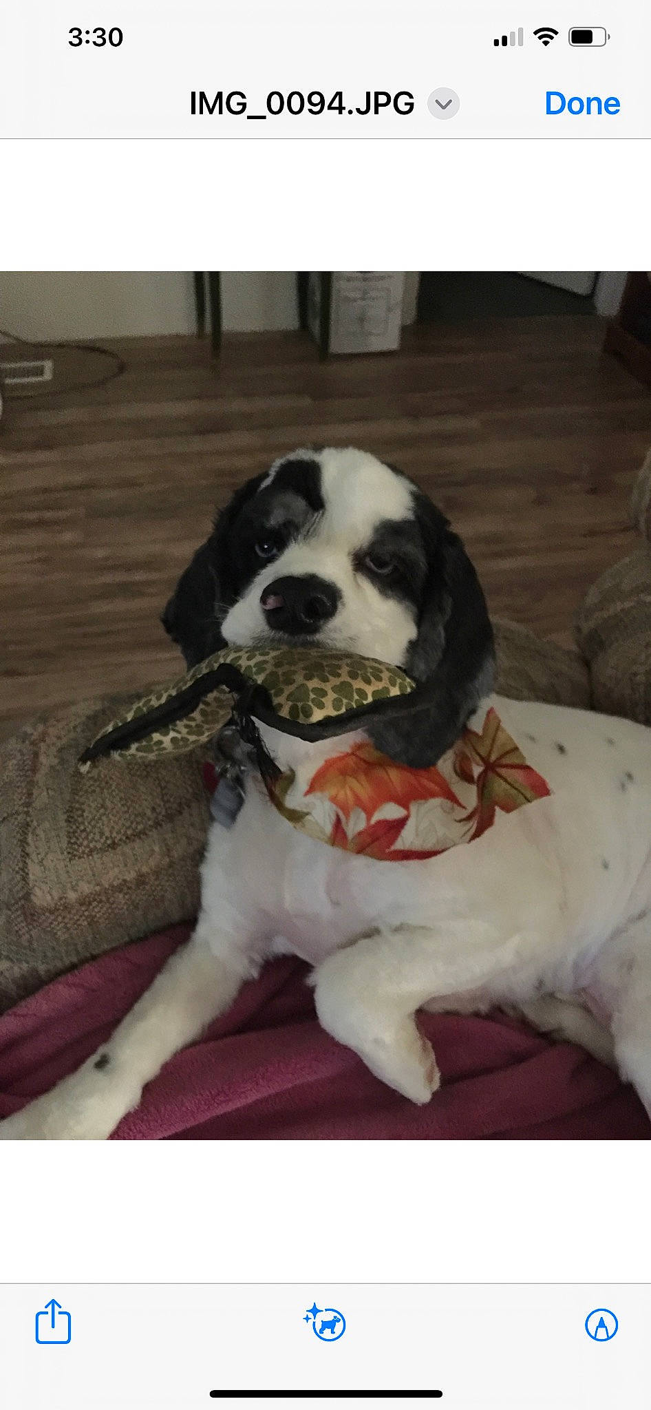 Gunner joined the competition — help win amazing prizes! boston_terrier, canidae, carnivore, collar, companion_dog, couch, dog, dog_breed, dog_collar, fawn, flooring, fur, paw, puppy_love, snout, sporting_group, tail, whiskers, wood, working_animal