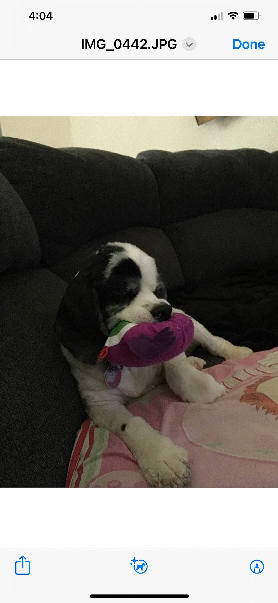 Gunner is registered to the contest to win money with this photo: bored, canidae, carnivore, comfort, companion_dog, couch, dog, dog_breed, dog_supply, fur, linens, living_room, magenta, nap, pillow, rectangle, sleeper_chair, sofa_bed, sporting_group, working_animal