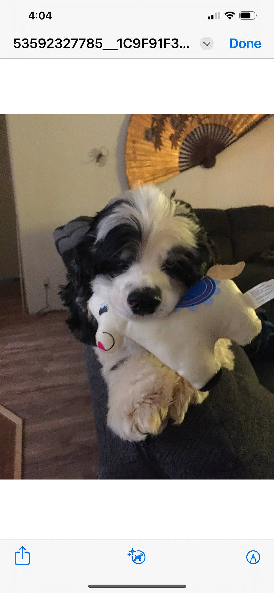 Gunner joined the competition — help win amazing prizes! canidae, carnivore, chair, companion_dog, dog, dog_breed, dog_supply, door, flooring, fur, hardwood, non_sporting_group, paw, pet_supply, puppy, toy_dog, working_animal, working_dog