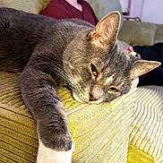 Mace joined the competition — help win amazing prizes! armrest, casual, cat, corduroy, couch, cozy, focused_person, furniture, gray_cat, headphones, home, indoor, living_room, person, pet, relaxed, resting, seated_person, white_paw, yellow_couch
