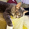 armrest, casual, cat, corduroy, couch, cozy, focused_person, furniture, gray_cat, headphones, home, indoor, living_room, person, pet, relaxed, resting, seated_person, white_paw, yellow_couch