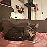 Mace joined the competition — help win amazing prizes! cat, cat_tree, couch, cozy, decor, door, feline, flowers, gray_cat, hello_kitty, home_interior, indoor, lamp, living_room, pet, pink_blanket, plush_toy, relaxed_cat, vase, white_paws