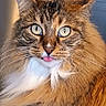 alert, animal, blue_eyes, brown_fur, cat, close_up, cute, domestic_cat, face, feline, fluffy, indoor, long_hair, mammal, pet, portrait, tabby, tongue_out, whiskers, white_chest