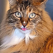 Shelby a rejoint le concours — aidez-le/la à gagner de superbes lots ! cat, tabby_cat, long_hair, pet, feline, whiskers, tongue_out, close_up, portrait, fluffy, brown_fur, white_chest, ears, large_eyes, indoor, curious, cute, soft_fur, muzzle, expressive_face