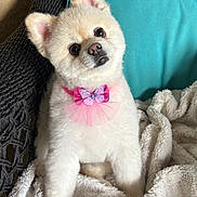 Sophie joined the competition — help win amazing prizes! dog, puppy, fluffy, bow, pink_bow, butterfly, blanket, cozy, chair, woven_chair, pillow, turquoise_pillow, indoor, pet, cute, curious, animal, fur, small_dog, portrait