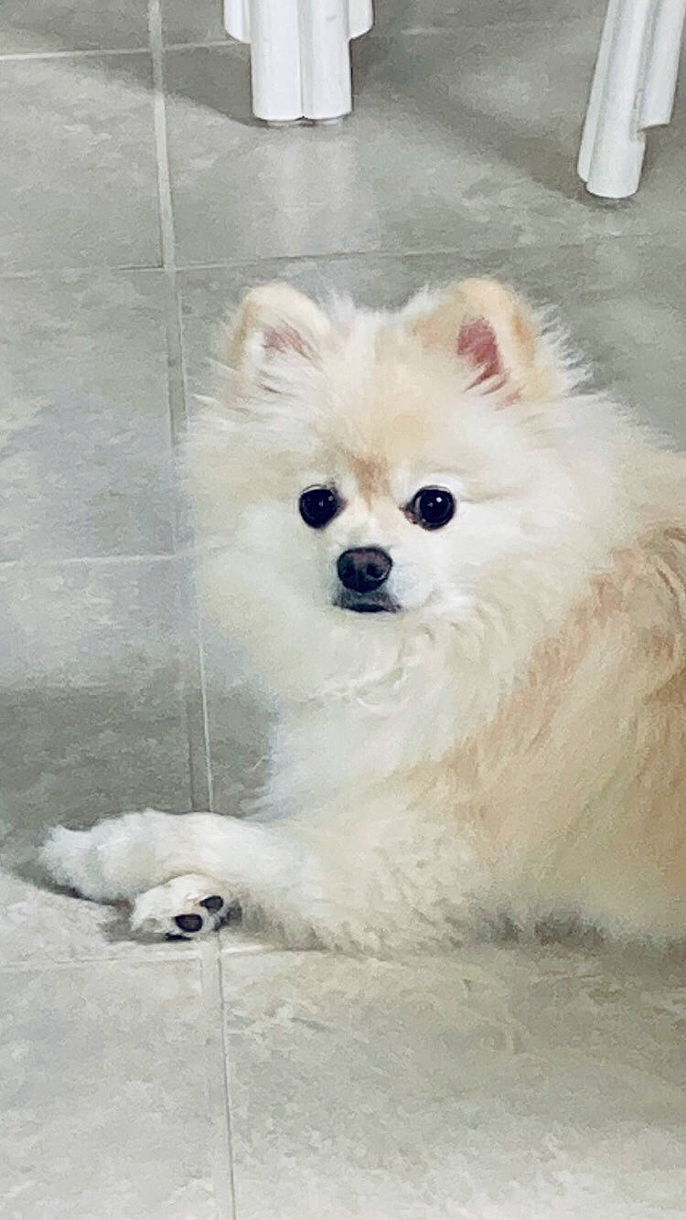 Sophie joined the competition — help win amazing prizes! canidae, carnivore, companion_dog, dog, dog_breed, dog_supply, fawn, fur, german_spitz, german_spitz_klein, german_spitz_mittel, japanese_spitz, snout, spitz, sporting_group, tail, toy_dog, volpino_italiano, whiskers, working_animal