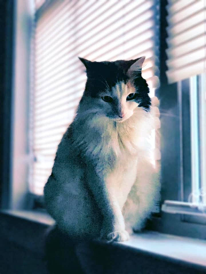 Lil Bitch joined the competition — help win amazing prizes! black_and_white, carnivore, cat, eye, felidae, fur, kitten, norwegian_forest_cat, sky, small_to_medium_sized_cats, snapshot, sunlight, tail, whiskers, window