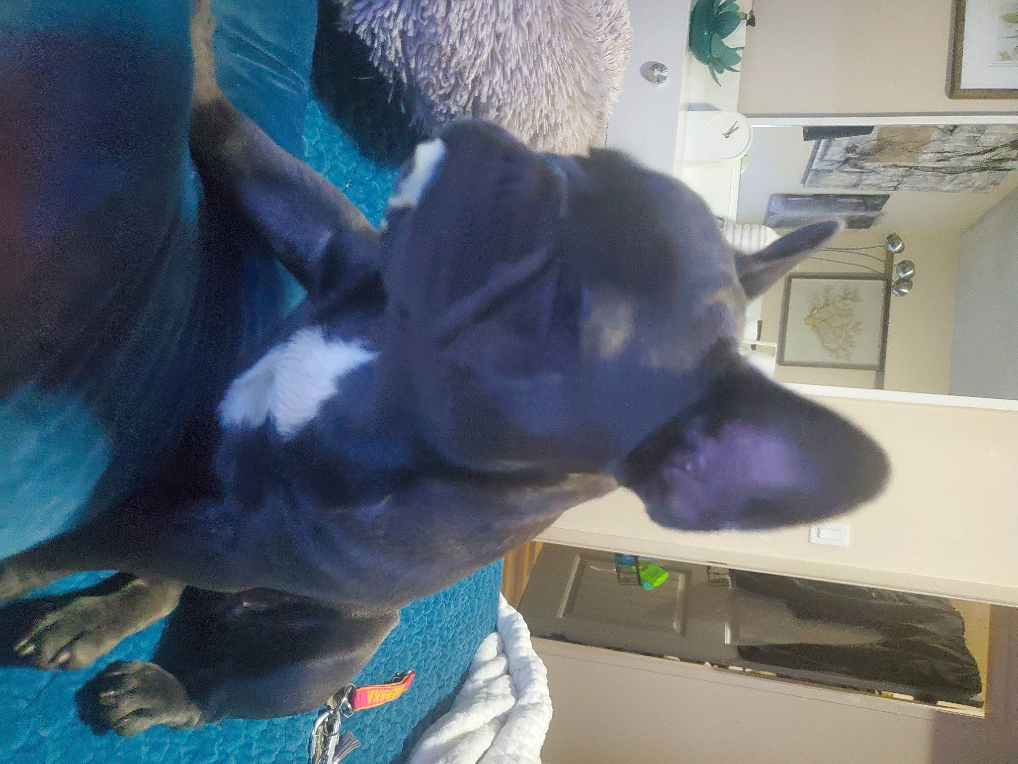 Friday is registered to the contest to win money with this photo: canidae, ear, hand, jaw, sporting_group