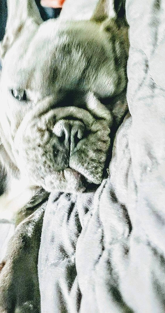 Friday is registered to the contest to win money with this photo: ancient_dog_breeds, british_bulldogs, bulldog, canidae, carnivore, companion_dog, dog, dog_breed, french_bulldog, mammal, non_sporting_group, nose, old_english_bulldog, olde_english_bulldogge, skin, snout, toy_bulldog, vertebrate, white_english_bulldog, wrinkle