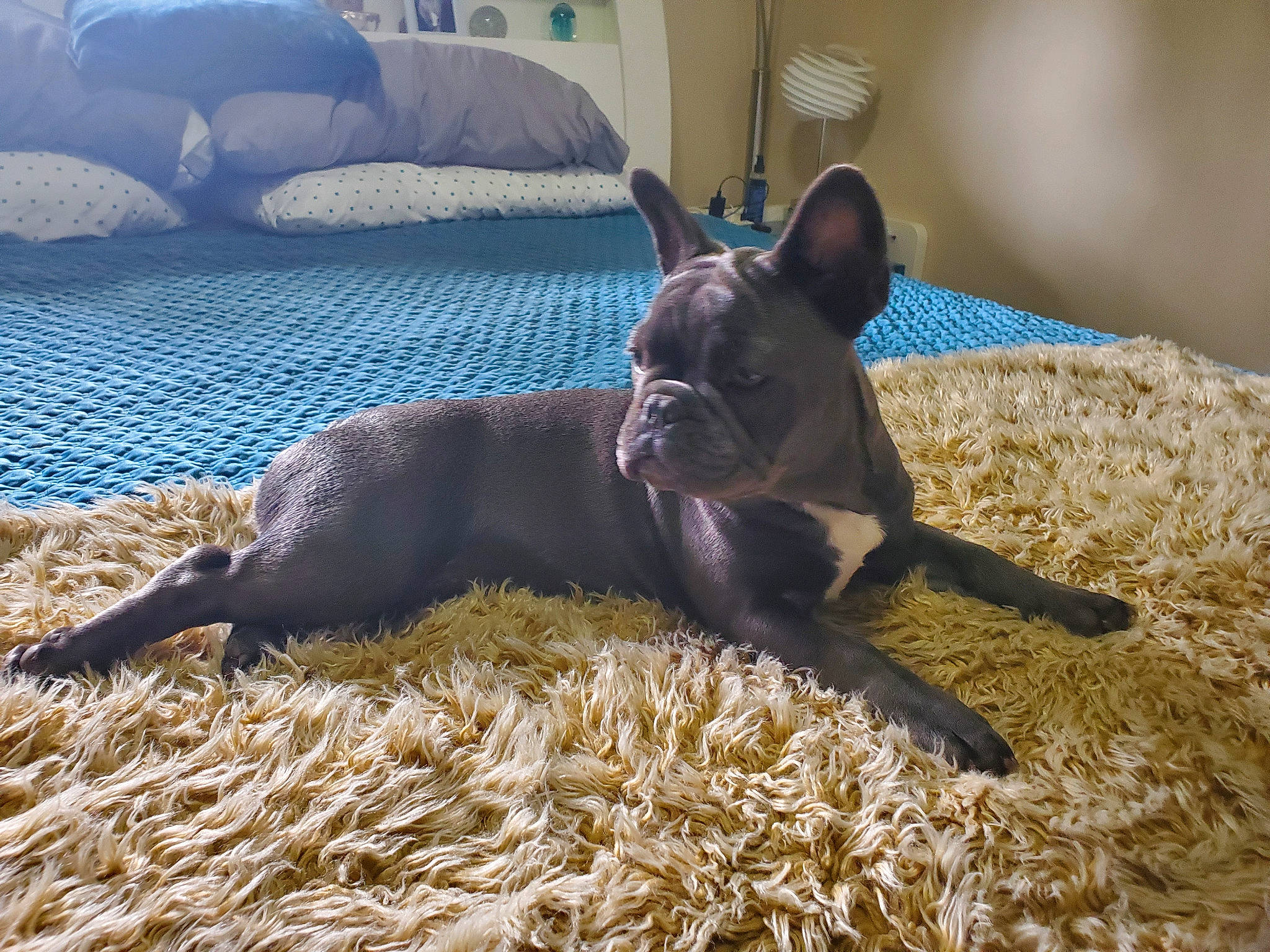 Friday is registered to the contest to win money with this photo: canidae, carnivore, companion_dog, dog, dog_breed, fawn, french_bulldog, mammal, non_sporting_group, snout, vertebrate