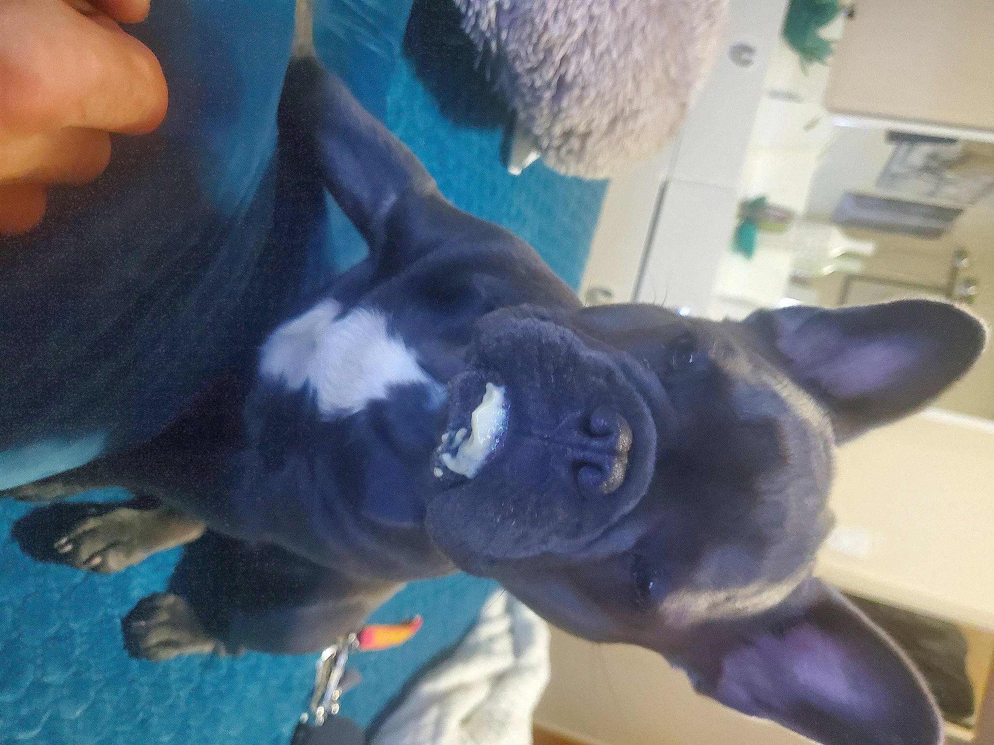 Friday joined the competition — help win amazing prizes! boston_terrier, bulldog, canidae, carnivore, companion_dog, dog, dog_breed, ear, fawn, french_bulldog, non_sporting_group, nose, puppy, snout, sporting_group